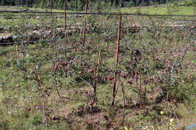 तिलामा असिनापानीले स्याउ बगैँमाचामा क्षति